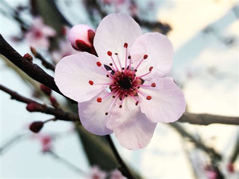 Plum Flower Disection に対する画像結果