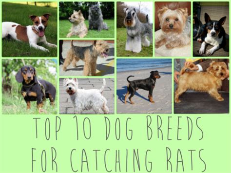 Image result for Rat Hunting with Dogs