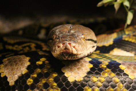 Piton Deutsch に対する画像結果