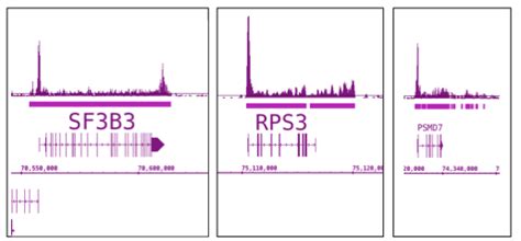 Image result for RNA Pol II ChIP-seq