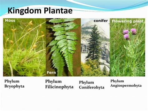 Afbeeldingsresultaten voor Binomial System Examples
