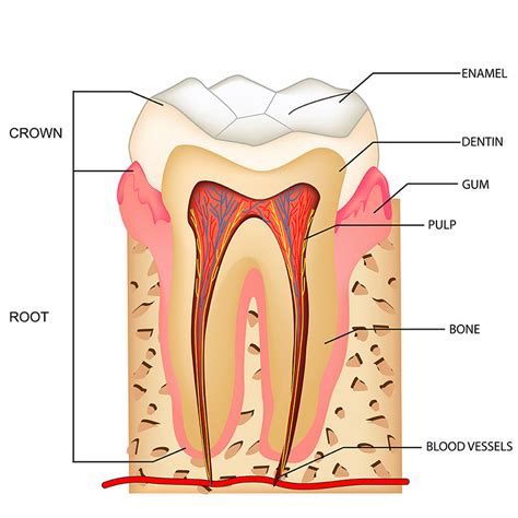 Afbeeldingsresultaten voor Tooth Transplantation Animation
