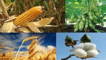 Phytotron » Fiber Crops