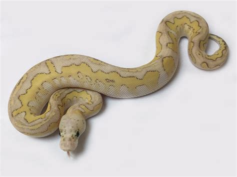 Image result for Ghi Lesser Ball Python