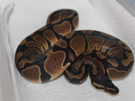 Image result for Red Spectrum Ball Python