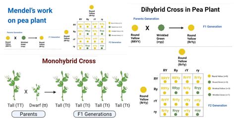 Image result for Examples of Mendelian Inheritance