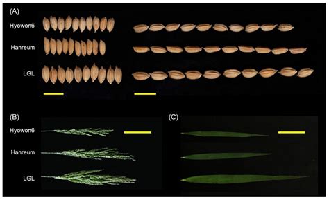 Image result for Rice Grain Image Analysis MATLAB