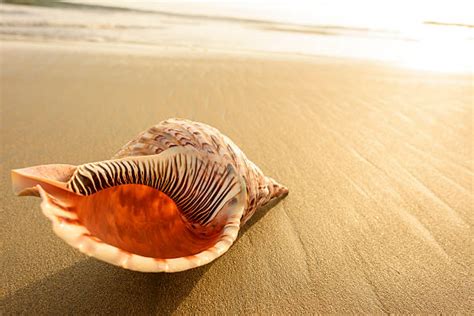 Round Conch Shell に対する画像結果