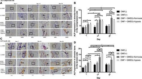 Résultat d’images pour Inverted Microscope Magnifications