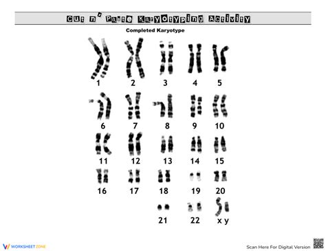 Toradh íomhá ar Karyotype Worksheet Answer Key