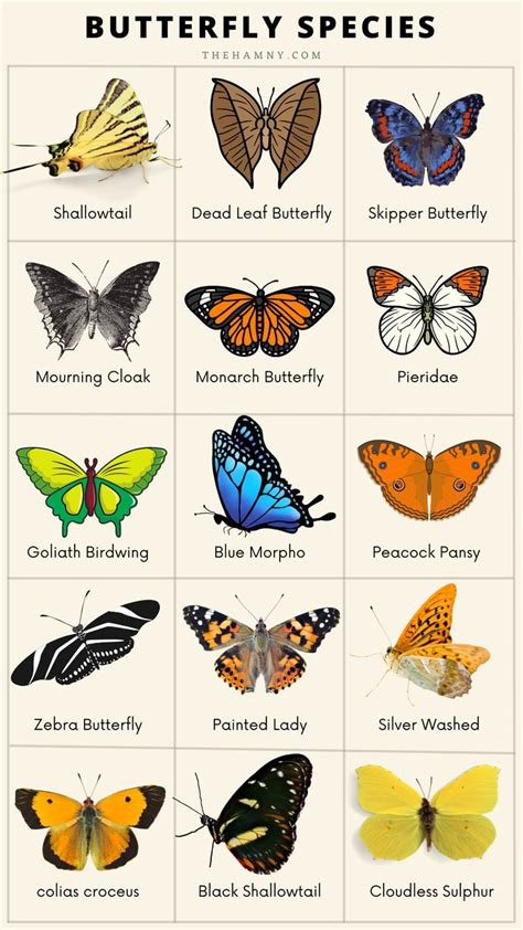 Toradh íomhá ar Butterfly Color Chart