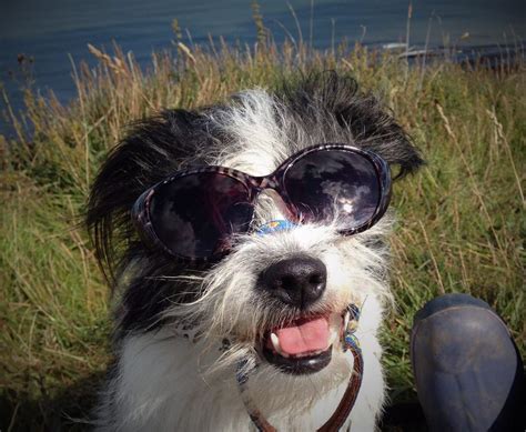 Toradh íomhá ar MBM Vets Logo