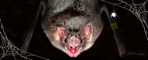 Toradh íomhá ar Vampire Bat Facts