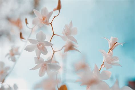 Image result for Happy Spring Background Free