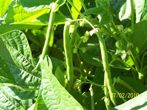 Growing Half Runner Beans に対する画像結果