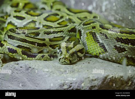 Image result for Scary Python Snake