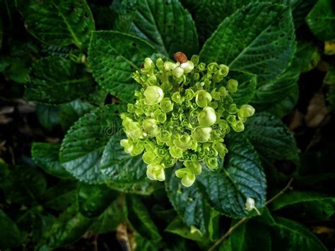 Toradh íomhá ar Briad Hydrangea Broad