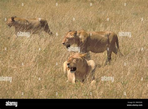 Afbeeldingsresultaten voor Lions Hunting in the Wild