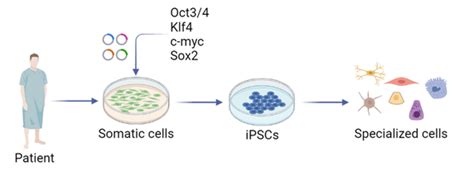 Image result for Cell Surface Biorender
