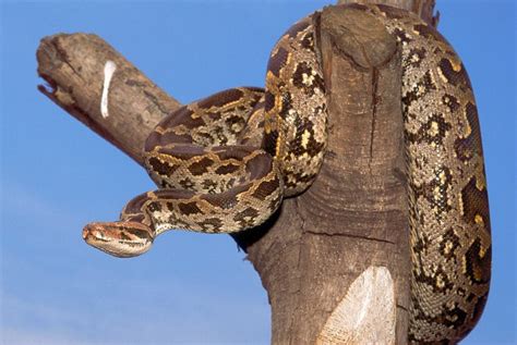 Image result for Python Vorkommen