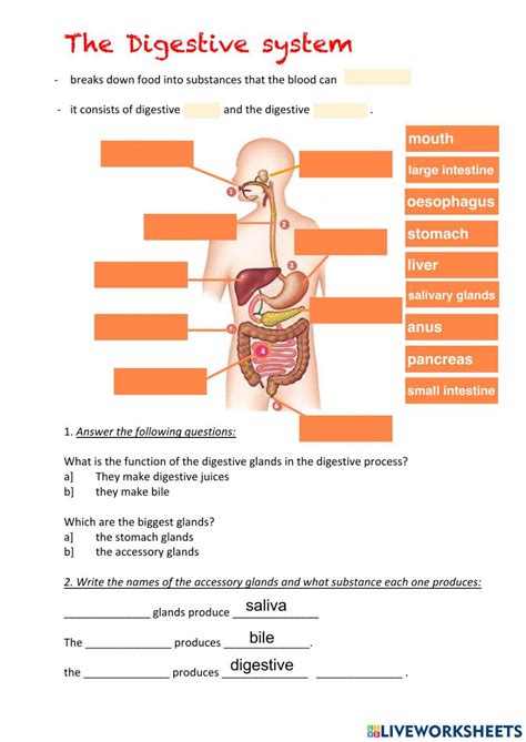 Digestive System Basic Diagram Answer Key에 대한 이미지 결과