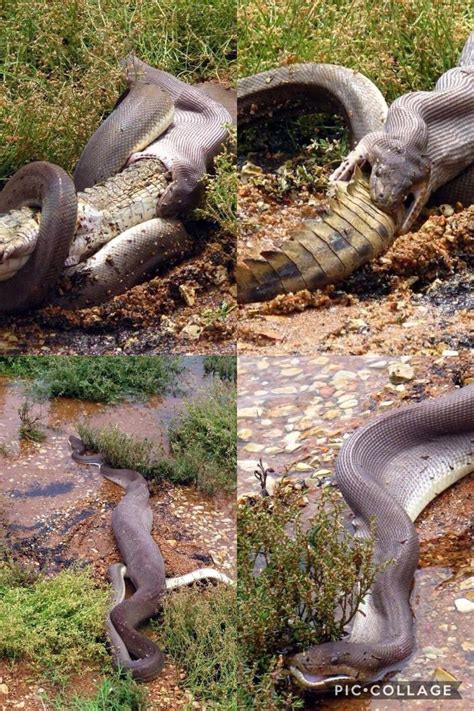 Image result for Python Snake Eating Crocodile