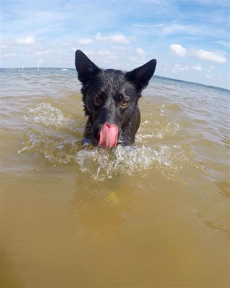 Afbeeldingsresultaten voor Jaws Theme Song