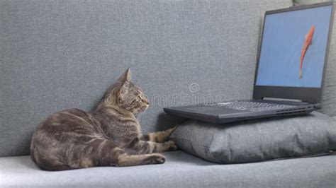 Cat Looking at Computer に対する画像結果