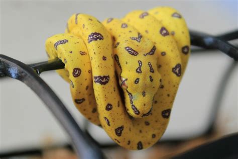 Green Python Hatchlings に対する画像結果