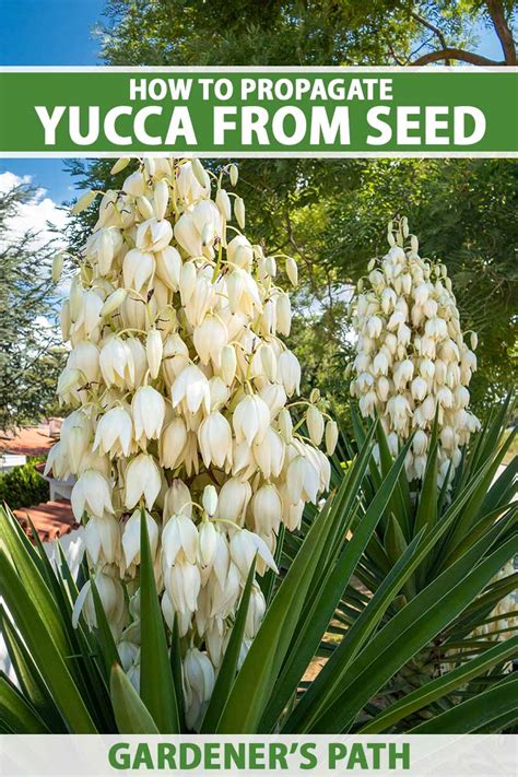 Image result for How to Propagate an Outdoor Yucca