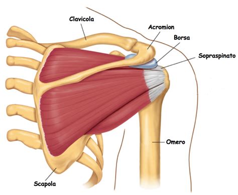 Image result for Subscapularis Muscle Pain