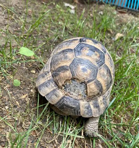 Turtle Shell Bleeding に対する画像結果