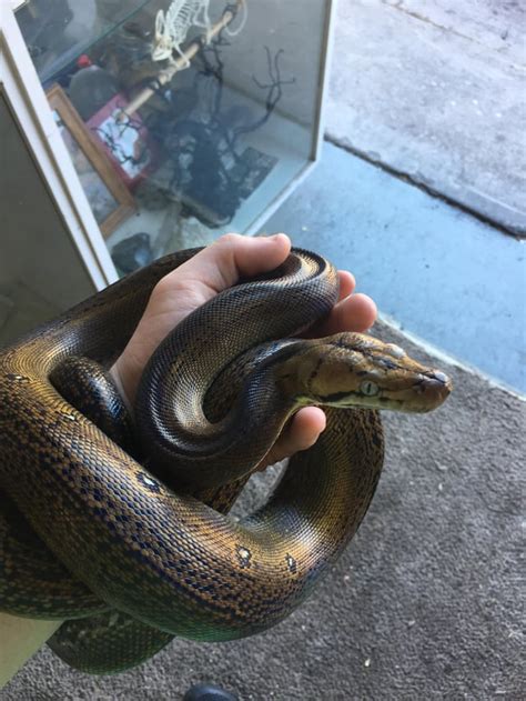 Image result for Golden Child Retic Python