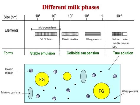 Image result for Composition Of Milk Flow Chart