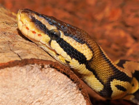 Toradh íomhá ar Red Spectrum Ball Python