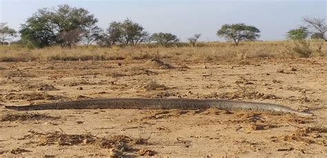 Image result for Skeleton of Python De Seba