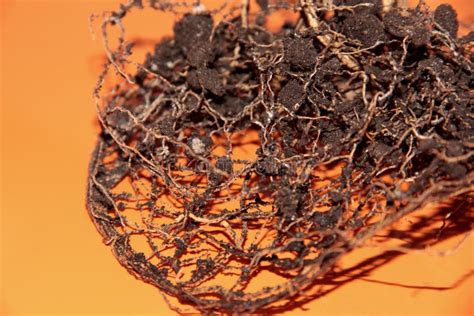 Afbeeldingsresultaten voor Orange Tree Root System