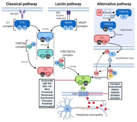 Toradh íomhá ar Phases of Complement System