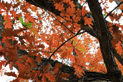 Image result for Trees with Beautiful Fall Color