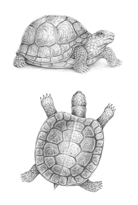 Image result for Big Turtle to Draw