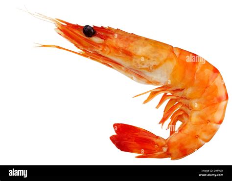 Image result for Red and Yellow Shell Logo