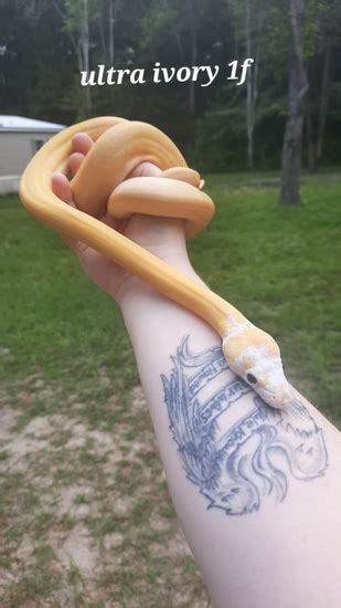 Ivory Reticulated Python に対する画像結果