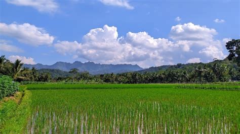 Image result for Background Java Rice