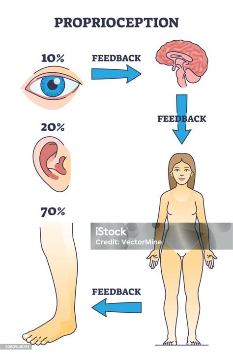 Image result for Proprioception Receptors
