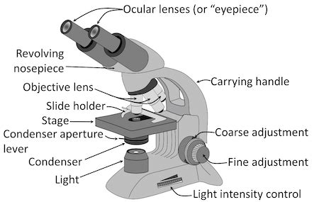 Afbeeldingsresultaten voor Light Microscope Parts and Functions