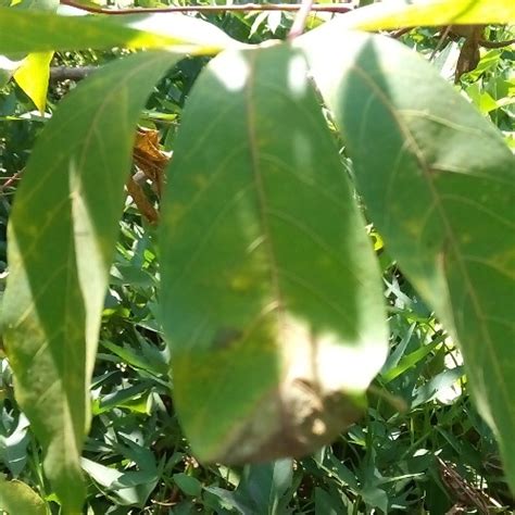 Toradh íomhá ar 4 Classification of Computer