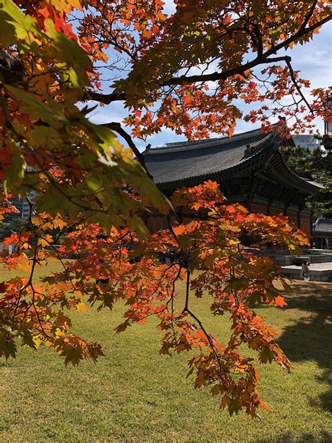 Image result for Fall Maple Tree Free Images