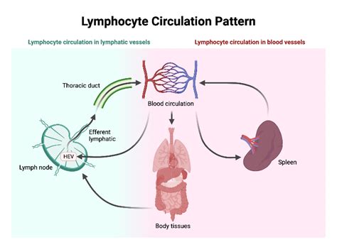 Image result for Recirculation Body