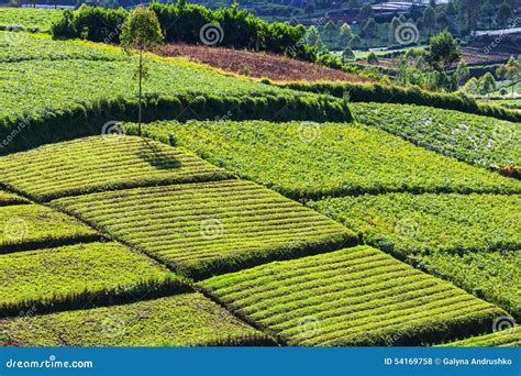 Image result for Field Definition Java