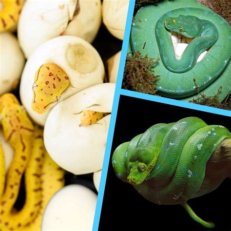 Python Snake Eggs Color に対する画像結果